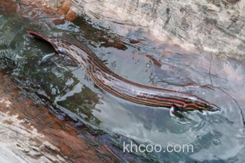 红纹刺鳅是什么鱼？_1