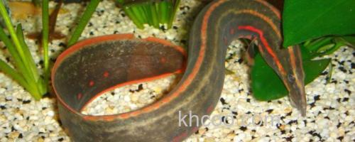 红纹刺鳅是什么鱼？_0