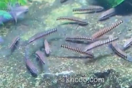 云南鳅是什么鱼？_3