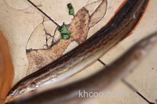 红纹刺鳅是什么鱼？_3