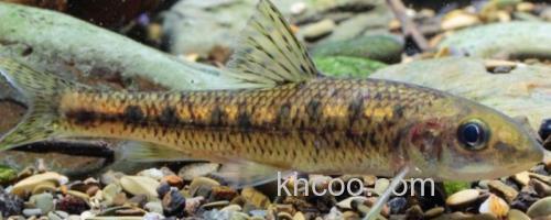 彭县似䱻是什么鱼？_0