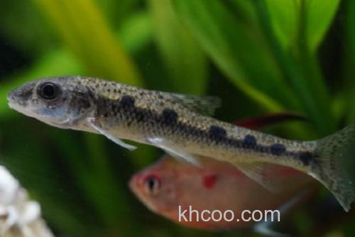 彭县似䱻是什么鱼？_1