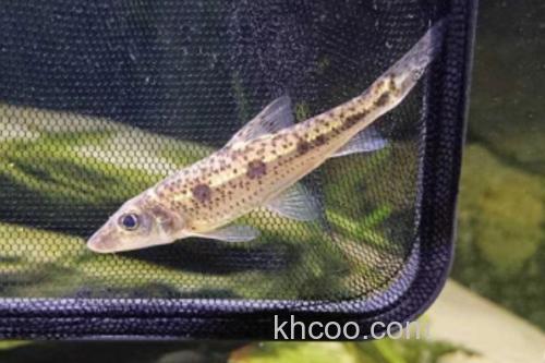 长吻䱻是什么鱼？_1