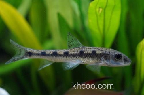 彭县似䱻是什么鱼？_3