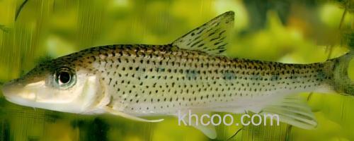 长吻䱻是什么鱼？_0