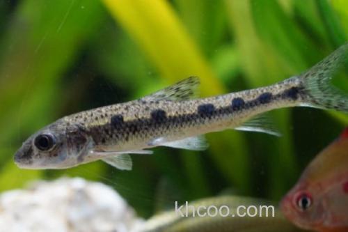 彭县似䱻是什么鱼？_2