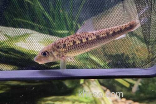 长吻䱻是什么鱼？_2