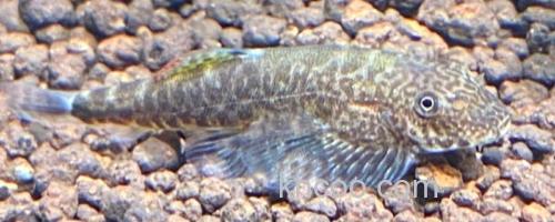 南盘江华吸鳅是什么鱼？_0