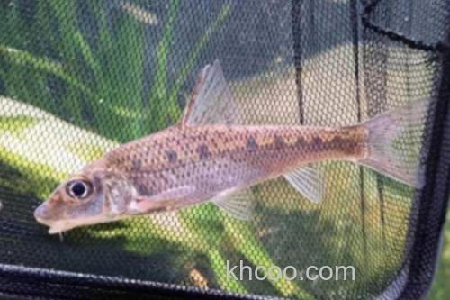 长吻䱻是什么鱼？_3