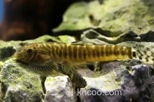 南盘江华吸鳅是什么鱼？_2