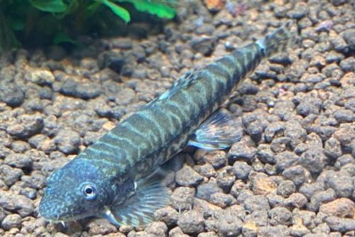 南盘江华吸鳅是什么鱼？_1