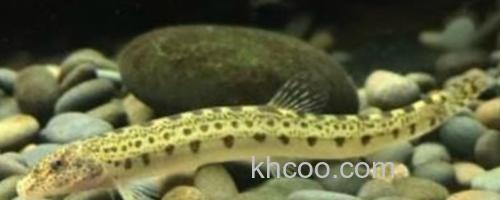 戴氏南鳅是什么鱼？_0