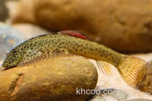 南盘江华吸鳅是什么鱼？_3