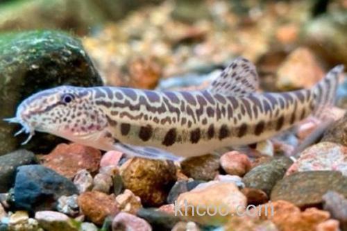 戴氏南鳅是什么鱼？_2