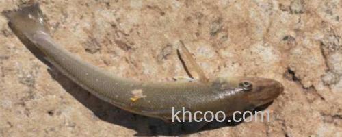 锥吻南鳅是什么鱼？_0