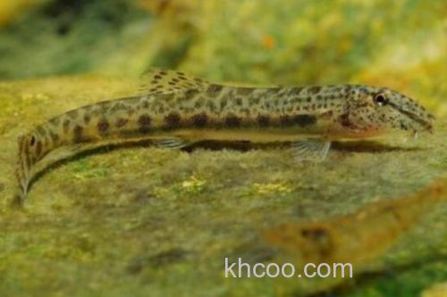 戴氏南鳅是什么鱼？_3