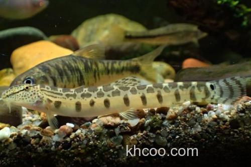 戴氏南鳅是什么鱼？_1