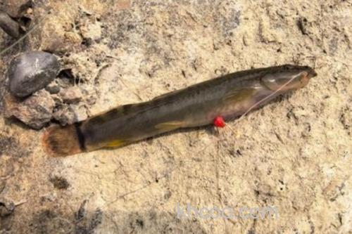 锥吻南鳅是什么鱼？_1