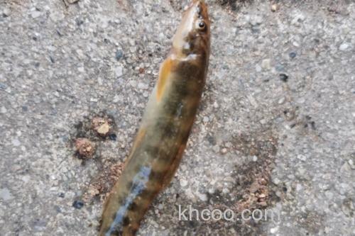 锥吻南鳅是什么鱼？_2