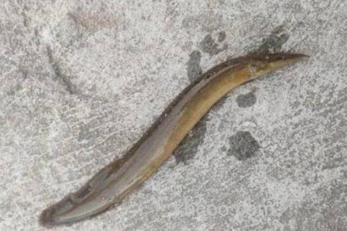 锥吻南鳅是什么鱼？_3