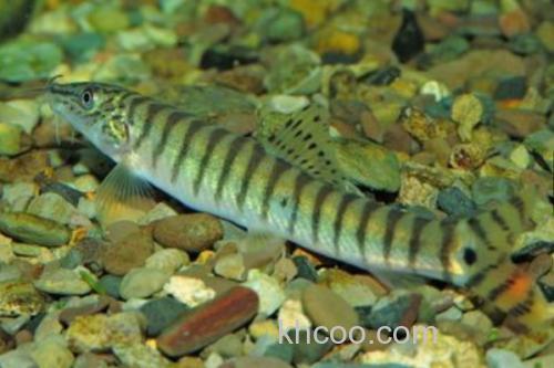 南定南鳅是什么鱼？_1