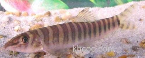 南定南鳅是什么鱼？_0