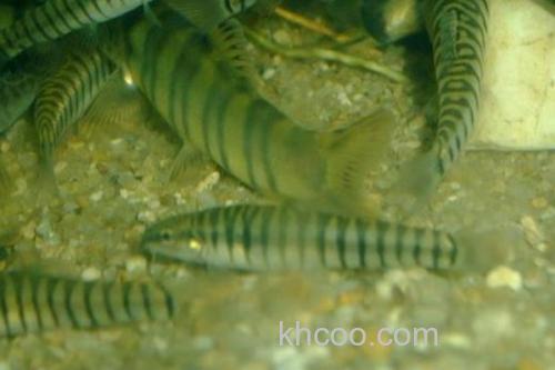 南定南鳅是什么鱼？_3