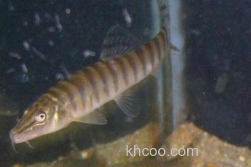 南定南鳅是什么鱼？_2