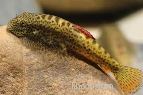 大鳍间吸鳅是什么鱼？_3