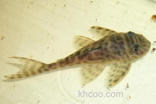 大鳍间吸鳅是什么鱼？_2