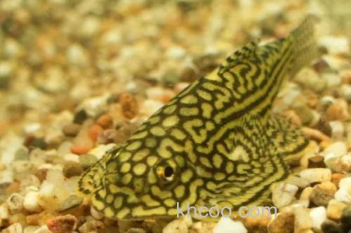 大鳍间吸鳅是什么鱼？_1