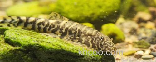 大鳍间吸鳅是什么鱼？_0