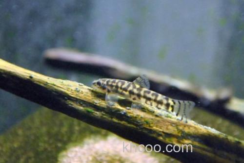 保亭近腹吸鳅是什么鱼？_1