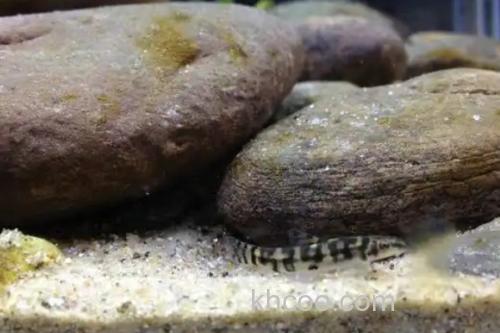 保亭近腹吸鳅是什么鱼？_2