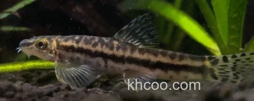 保亭近腹吸鳅是什么鱼？_0