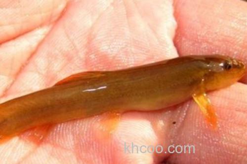 无斑南鳅是什么鱼？_2