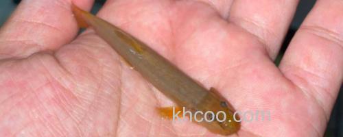 无斑南鳅是什么鱼？_0