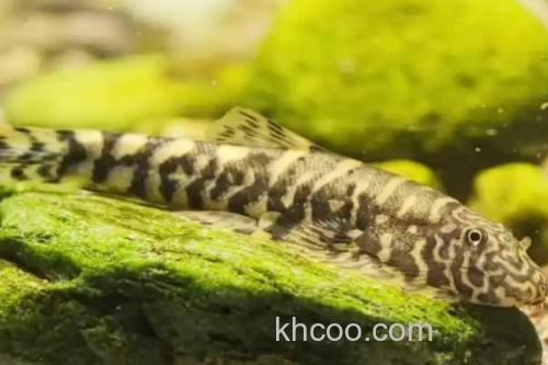 保亭近腹吸鳅是什么鱼？_3