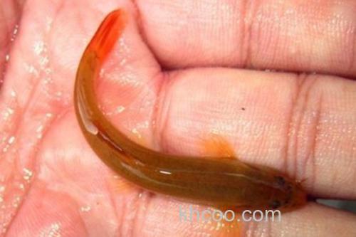 无斑南鳅是什么鱼？_1