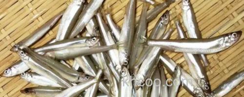 日本公鱼是什么鱼？_0