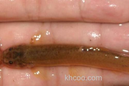 无斑南鳅是什么鱼？_3