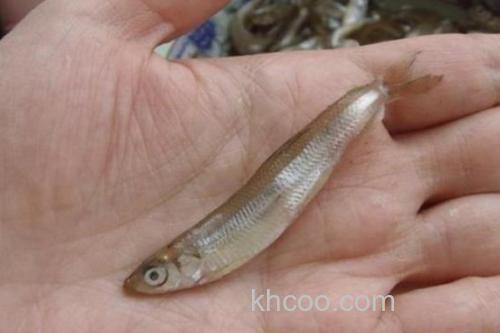 日本公鱼是什么鱼？_2