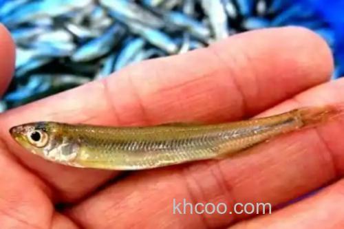 日本公鱼是什么鱼？_1