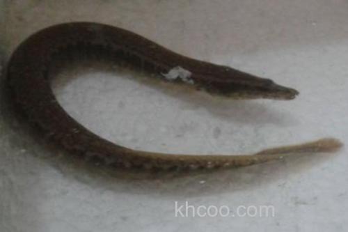 三叶刺鳅是什么鱼？_2