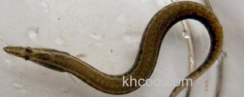 三叶刺鳅是什么鱼？_0