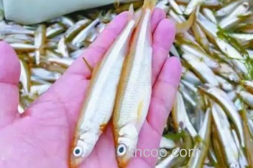 日本公鱼是什么鱼？_3