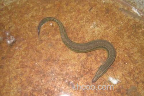 三叶刺鳅是什么鱼？_1