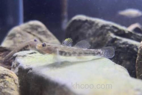 川河云南鳅是什么鱼？_2