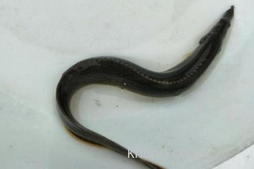 三叶刺鳅是什么鱼？_3