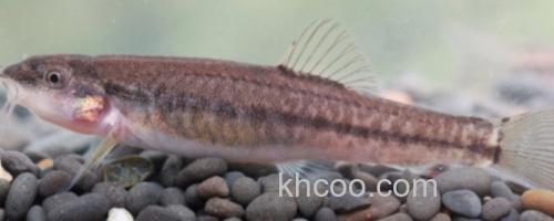 川河云南鳅是什么鱼？_0